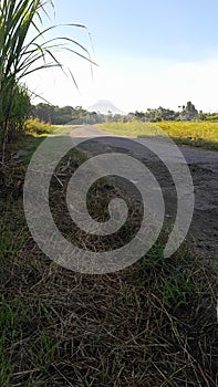 View ricefield cool