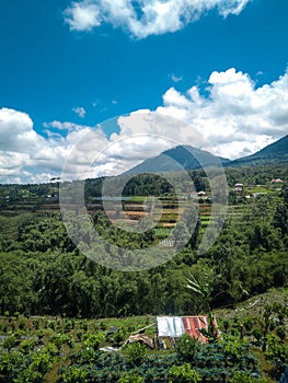 View of ricefield, mountains and blue sky, in Bali