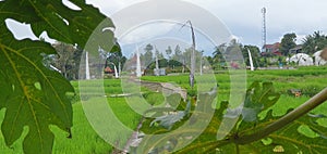 A view at ricefield and between mountains