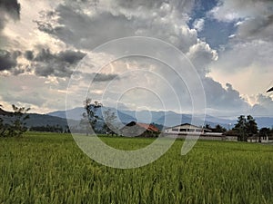 View of ricefields and mountains in the evening with beautiful sky