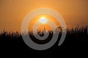 View of the ricefields in Ubud Indonesia during sunset