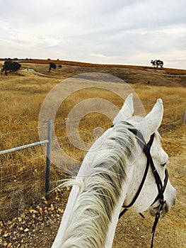 View from riding Gray American Quarter Horse with backdrop of rolling hills with vineyards