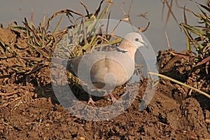 RING NECKED DOVE WITH DIRT ON THE BEAK