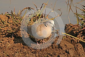 RING NECKED DOVE SITTING BESIDE A POOL OF WATER