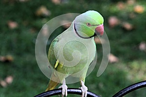A view of a Ring Necked Parakeet