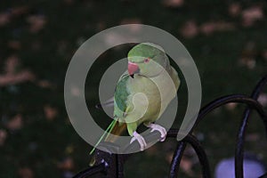 A view of a Ring Necked Parakeet