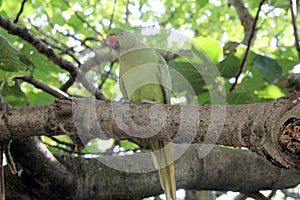 A view of a Ring Necked Parakeet