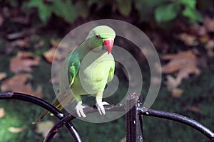 A view of a Ring Necked Parakeet