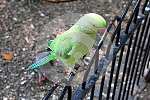 A view of a Ring Necked Parakeet