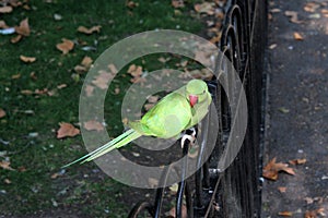 A view of a Ring Necked Parakeet