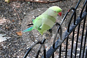 A view of a Ring Necked Parakeet