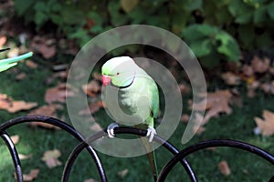 A view of a Ring Necked Parakeet