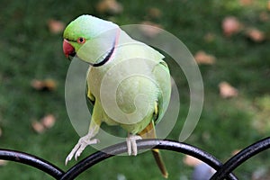 A view of a Ring Necked Parakeet
