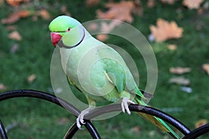 A view of a Ring Necked Parakeet