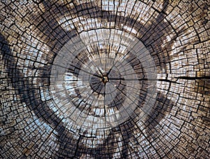 view of the rings of an old cut tree