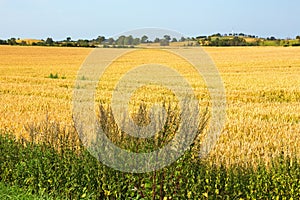 View of ripe corn field