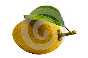 View of ripe sweet sapodilla fruit with leaf