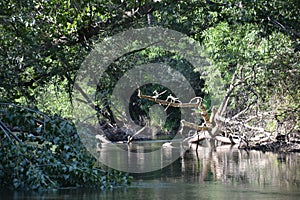 View from the river bush