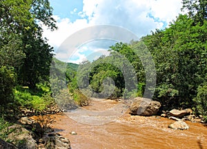 View of river in the forest