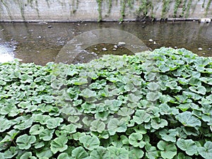View of river and green plants, stones   in summer  city,  Karlovy Vary, Czech Republic