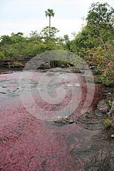 Rainforest Pink River Cano Cristales photo