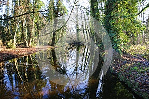 View on river Nette in forest with bare trees in winter on sunny day - Nettetal Lobberich, Germany photo