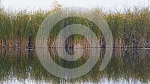 View of river reeds, sedge or cane