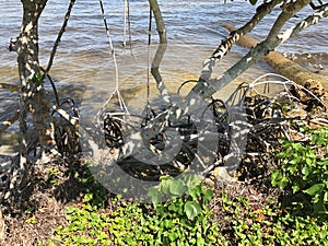 View of river shoreline in Fort Myers, Florida, USA