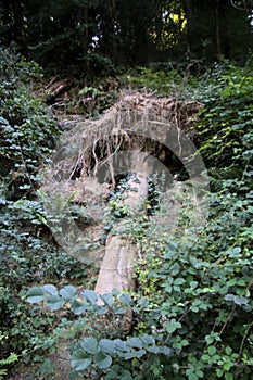 A view of the River Teme in Ludlow