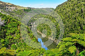 View of the river in Whanganui National Park, New Zealand