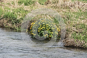 view of a riverbank with flowering marsh marigolds
