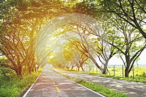 View of road in forest with sun rays cutting through the mist, and creating beautiful trees shadows textures on the ground