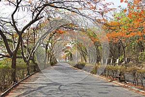 A view of road with gulmohar tree canopy during summer, Pune, India