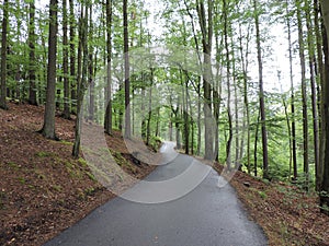 View of road, hills and trunks of  trees in  mountain forest, Karlovy Vary, Czech Republic