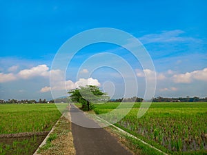 The view of the road landscape in the middle of green rice fields decorated with bright blue skies.