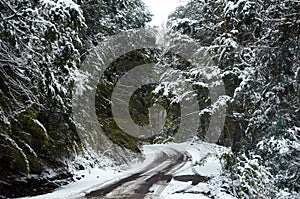 A view of the road in the middle of snowy forest with trees and vegetation covered in snow way from Villa Traful, Neuquen, to San