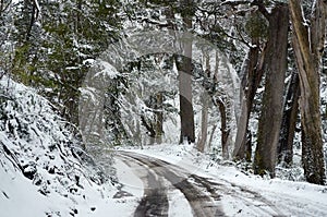 A view of the road in the middle of snowy forest with trees and vegetation covered in snow way from Villa Traful, Neuquen, to San