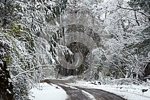 A view of the road in the middle of snowy forest with trees and vegetation covered in snow way from Villa Traful, Neuquen, to San