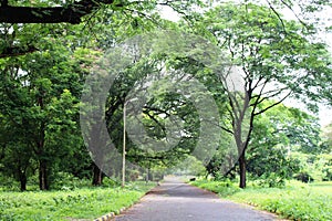 View of a road passing through the green forest inside Acharya Jagadish Chandra Bose Indian Botanic Garden, Shibpur