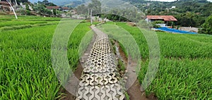 A view of road at ricefield is very clean and fresh