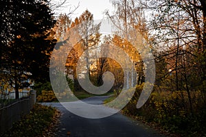 View of the road at sunset with fallen leaves through an autumn Pulkovo park