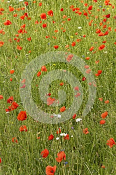 View on a roadside covered with numerous wild wonderful flowers, named red poppies