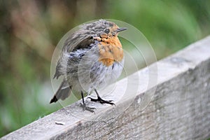 A view of a Robin