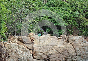 The view of rock formation in forest at the day