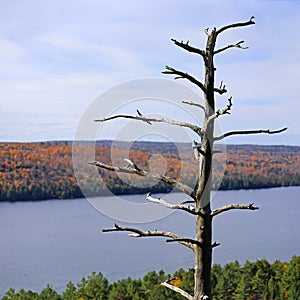 View of Rock Lake in Algonquin Park, Ontario, Canada