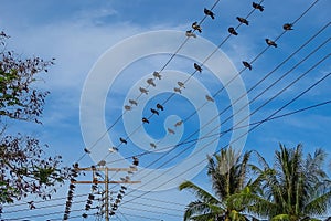 View of Rock Pigeon birds on a wire on a background of blue sky.