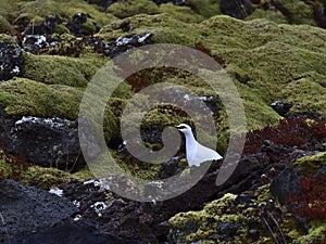 View of a rock ptarmigan bird with white feathers between rocks in a lava field covered with moss near Grindavik, Iceland.