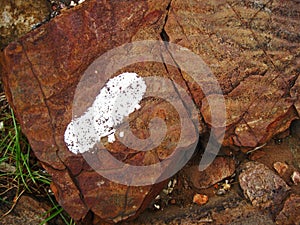 WHITE PRINTED SHOE PRINT ON A ROCK NEXT TO A HIKING TRAIL photo