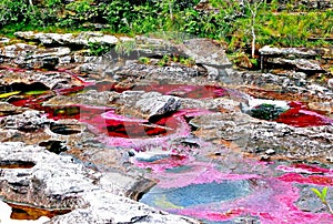 View of the rocky bed of the Canio Cristales river with multicolored algae