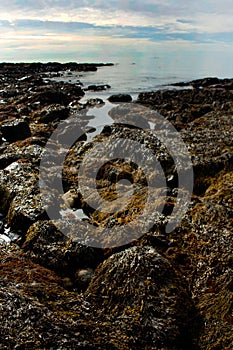 View of Rocky Shoreline and Tide Pools in Maine